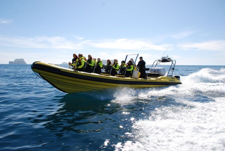 Reykjavik: Whale Watching by RIB Speedboat - The RIB ride reality check: cold wind, bumpy water, and seasickness odds