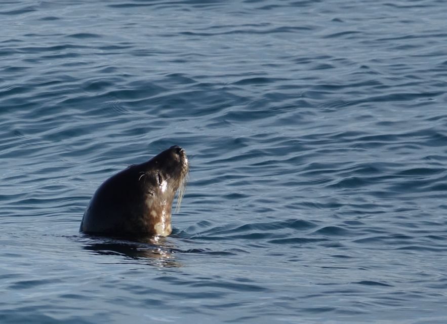 Reykjavik: Whale Watching by RIB Speedboat - Warm gear and small-group comfort: included items that matter