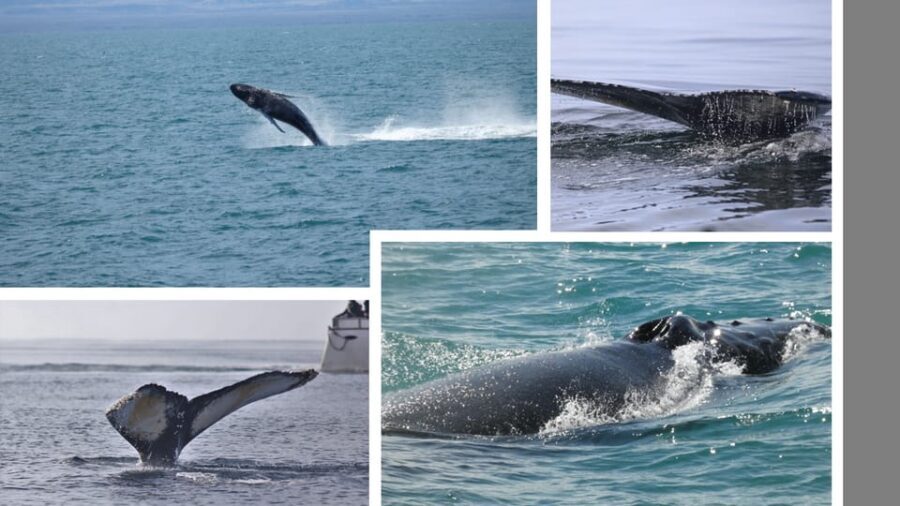 Reykjavík: Whale Watching Cruise and FlyOver Combo Ticket - Reykjavík whale watching and FlyOver Iceland: how the combo really works
