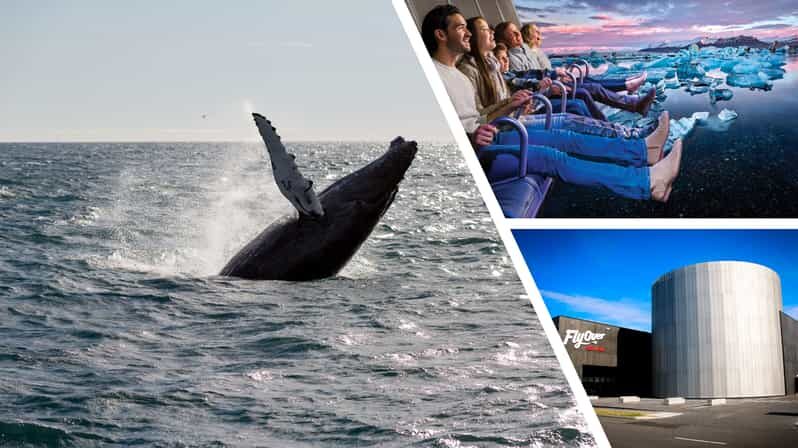 Reykjavík: Whale Watching Cruise and FlyOver Combo Ticket - Where you go for whales: what you can control and what you can’t