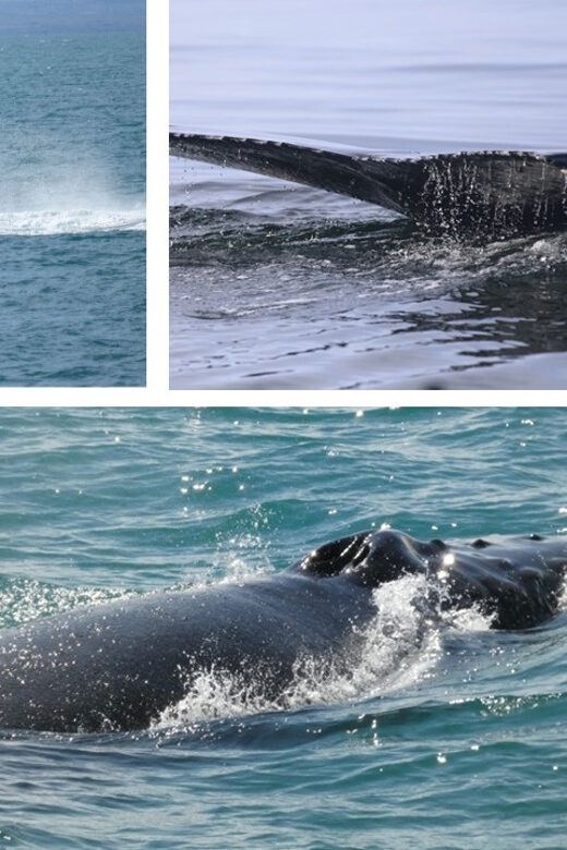 Reykjavík: Whale Watching Cruise and FlyOver Combo Ticket - FlyOver Iceland: motion-based flight without leaving the ground