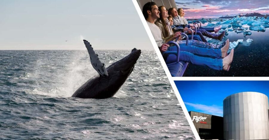 Reykjavík: Whale Watching Cruise and FlyOver Combo Ticket - What you get for $153: value check for a two-part Iceland day