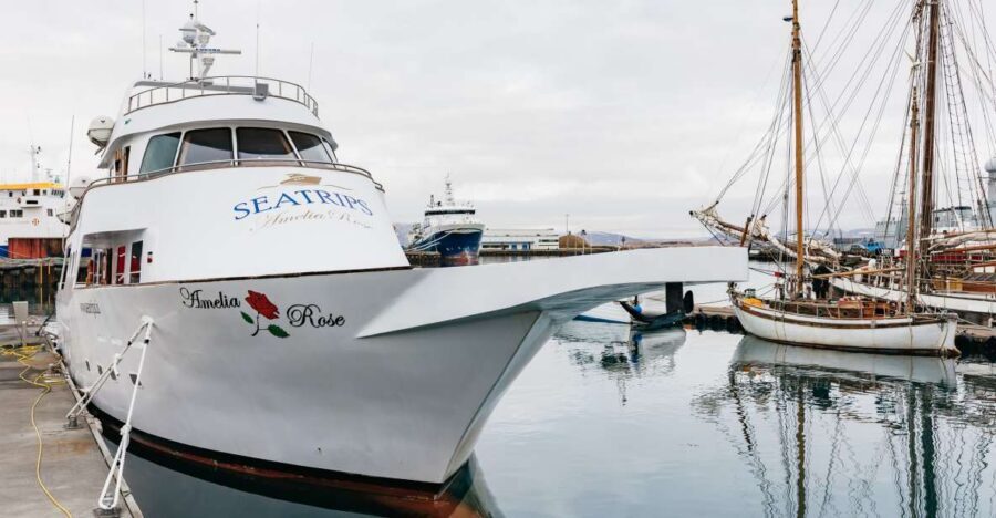 Reykjavík: Whale Watching Cruise on the Amelia Rose Yacht - Key takeaways before you go