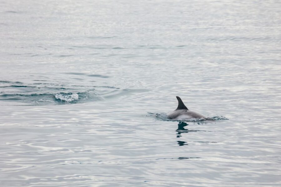 Reykjavík: Whale Watching Cruise on the Amelia Rose Yacht - Who this tour suits best (and who might want a different option)