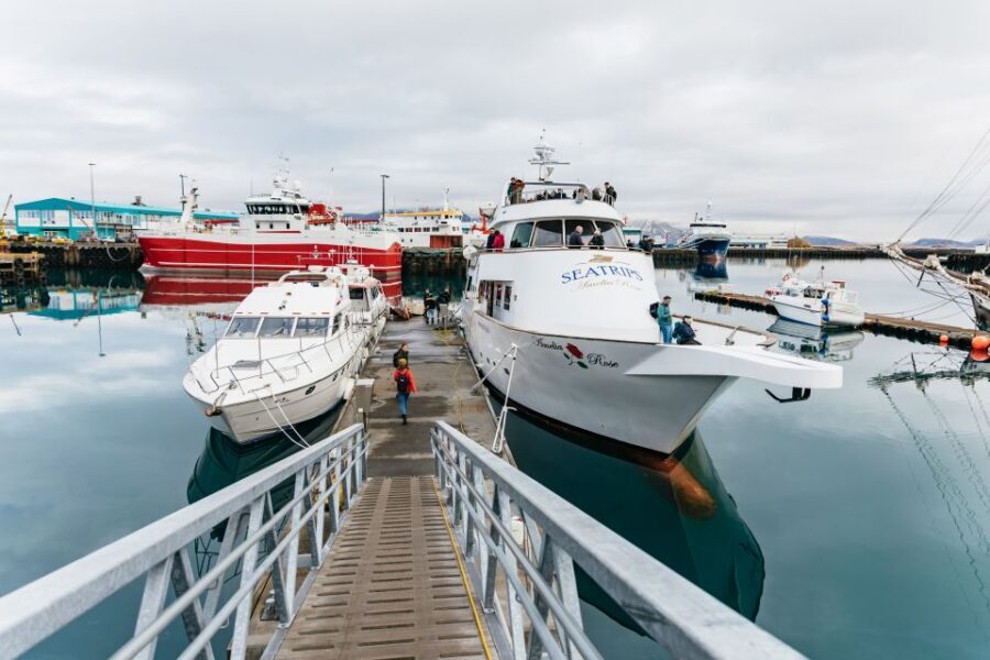 Reykjavík: Whale Watching Cruise on the Amelia Rose Yacht - Price and value: is $107 per person worth it?