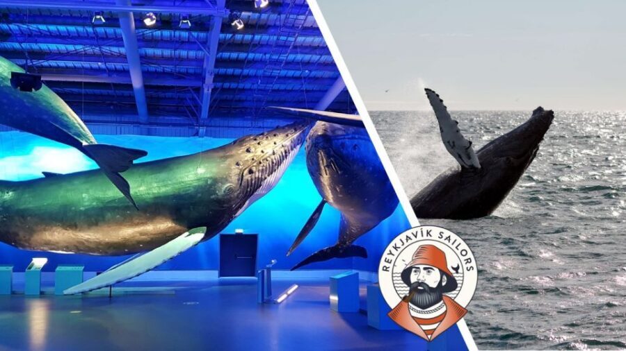 Reykjavik: Whale Watching Excursion & Whale Exhibition - Key points worth knowing before you go
