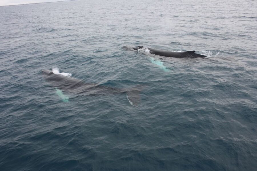 Reykjavik: Whale Watching Excursion & Whale Exhibition - Environmental choices: sometimes you share the boat
