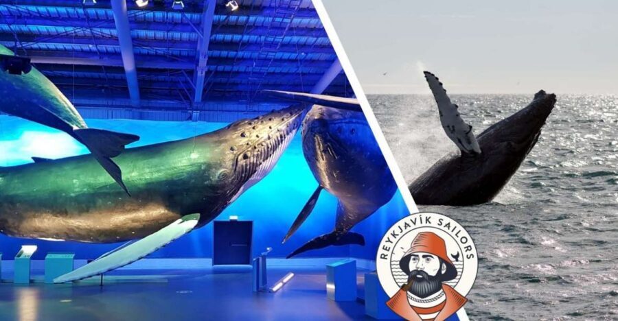 Reykjavik: Whale Watching Excursion & Whale Exhibition - Reykjavik’s whale watch starts fast at Geirsgata 11