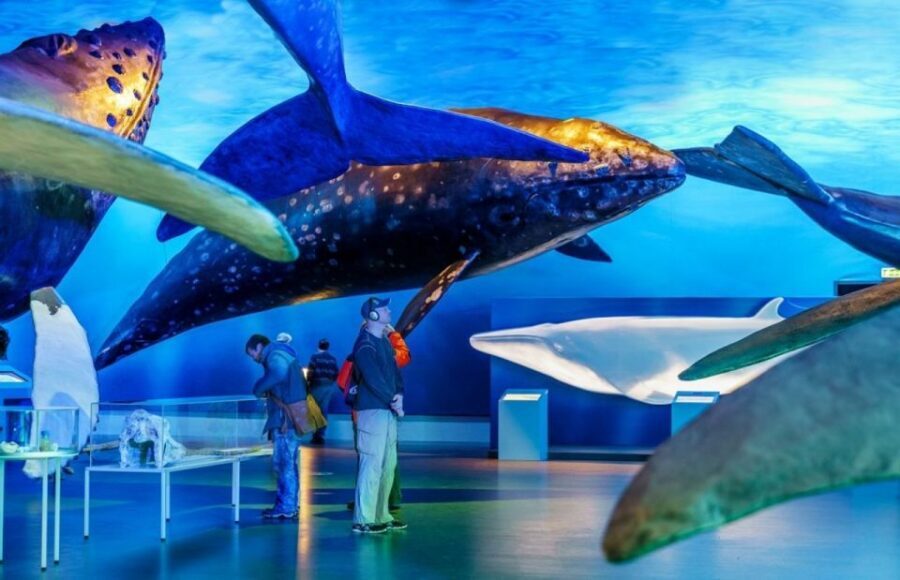 Reykjavik: Whale Watching Excursion & Whale Exhibition - Warm gear and indoor cabins: how the boat handles Iceland weather