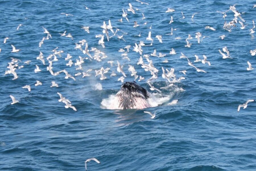 Reykjavik: Whale Watching Excursion & Whale Exhibition - On-deck or inside? A practical way to manage motion