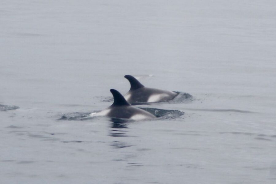 Reykjavik: Whale Watching Excursion & Whale Exhibition - If there are no sightings, the experience still has a safety net