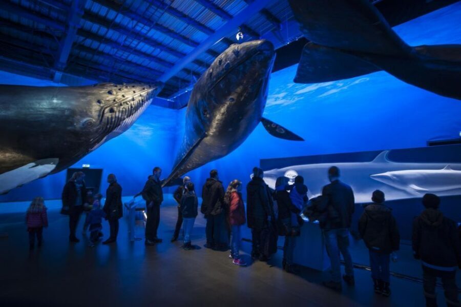 Reykjavik: Whale Watching Excursion & Whale Exhibition - Whales of Iceland exhibition: where imagination turns into scale
