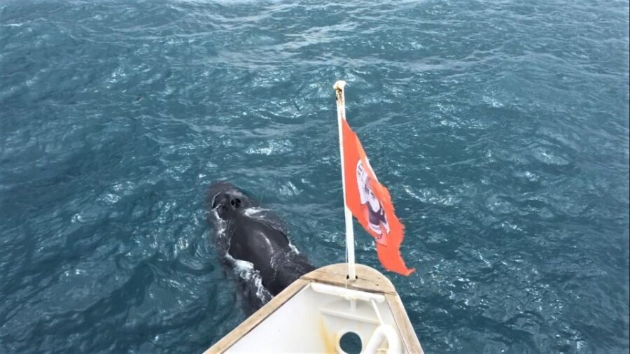 Reykjavik: Whale Watching Excursion & Whale Exhibition - Interactive stations: learning that helps you spot whales better next time