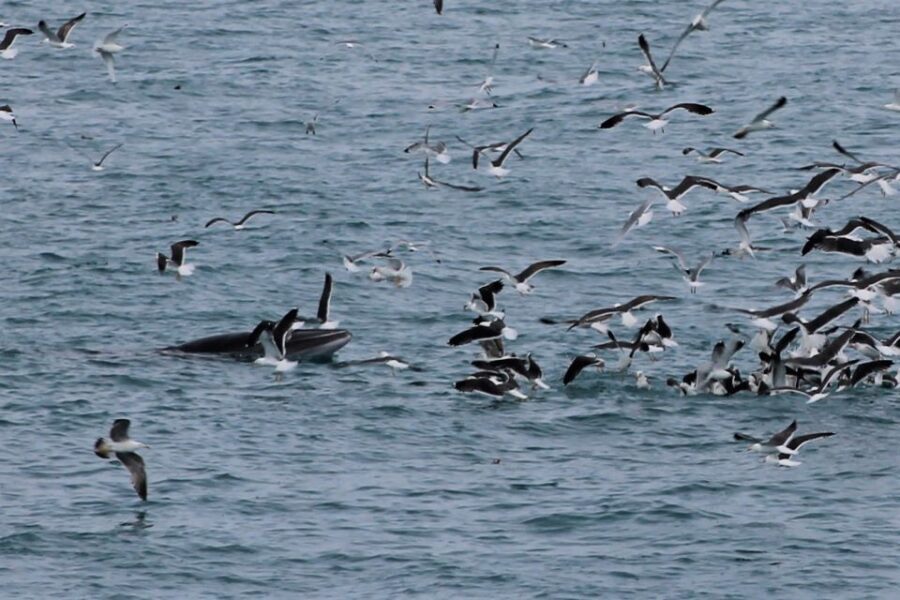 Reykjavik: Whale Watching Excursion & Whale Exhibition - Lunch plans, drinks, and what to bring