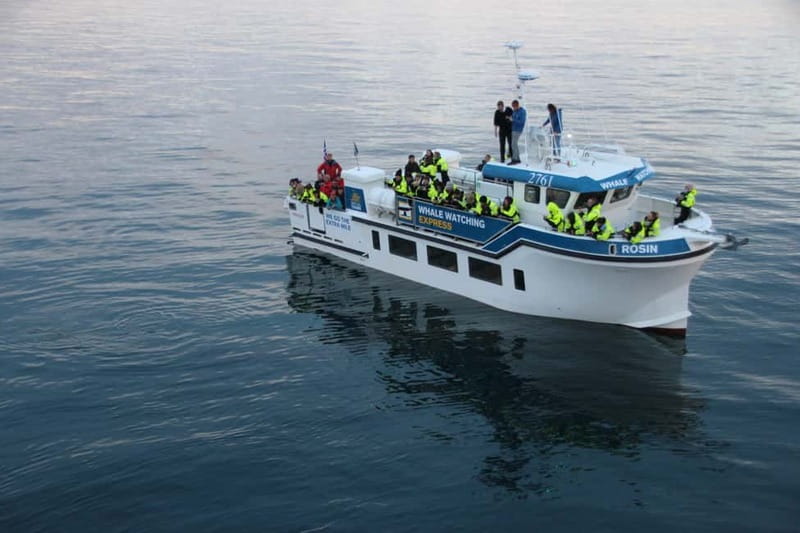 Reykjavik: Whale Watching Express - Key Highlights Worth Booking For