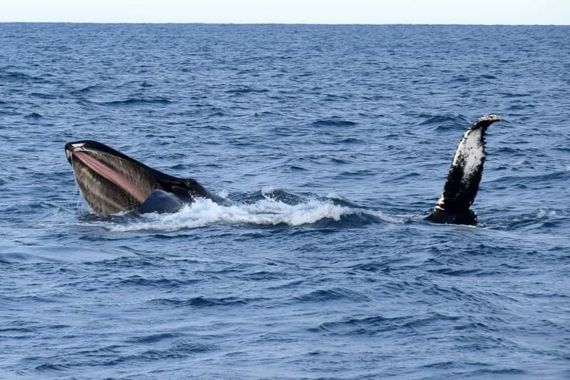 Reykjavik: Whale Watching Express - Reykjavik Old Harbor Boarding: Quick Start, Minimal Fuss