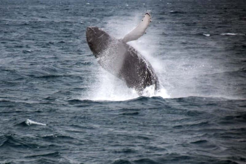 Reykjavik: Whale Watching Express - Inside vs Outside Deck: Where You Actually Get the Views