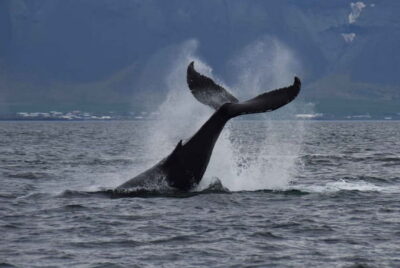 Reykjavik: Whale Watching Express - Express Boat Timing: The 20–30 Minute Run That Changes Everything
