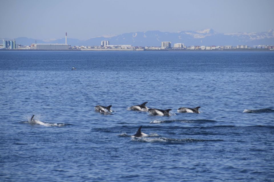 Reykjavik: Whale Watching Express - What Wildlife Feels Like Here: Whales, Dolphins, Puffins, and More