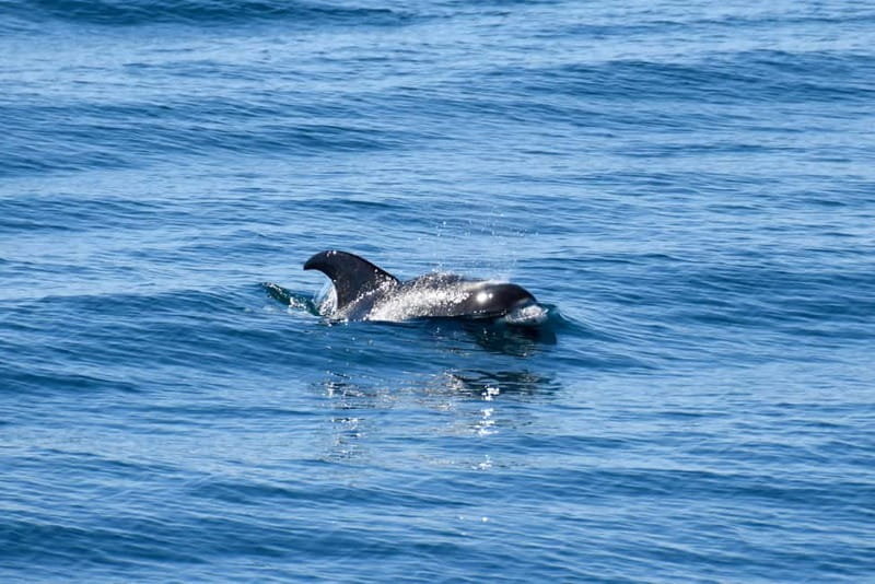 Reykjavik: Whale Watching Express - Weather and Safety: Why Captains Decide More Than You Think