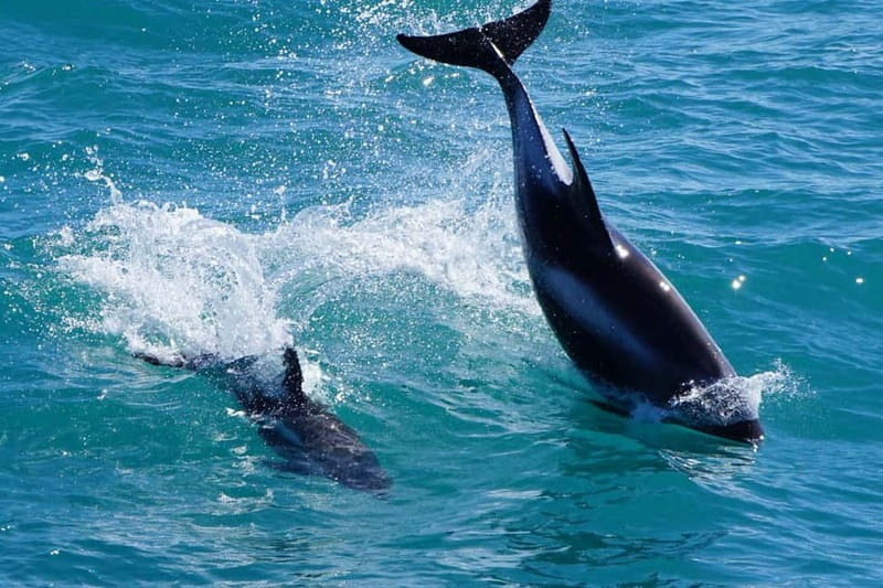 Reykjavik: Whale Watching Express - Price and Value: What $88 Buys You (and What It Doesn’t)