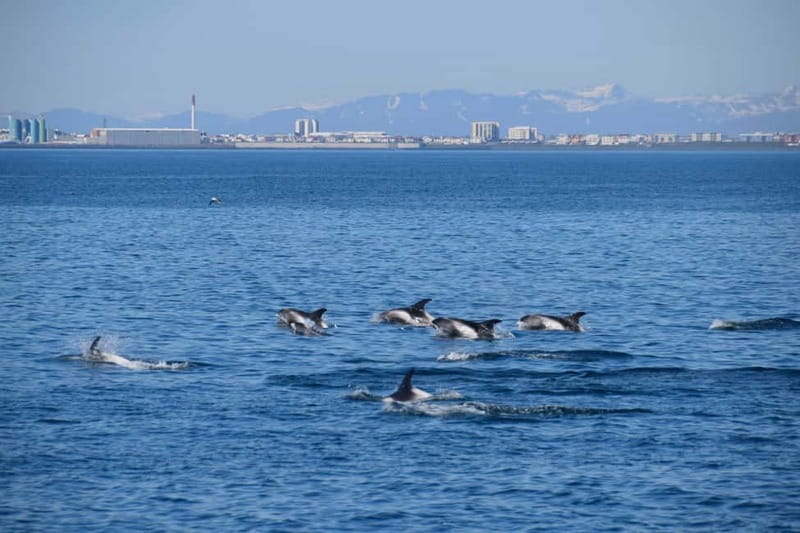 Reykjavik: Whale Watching Express - Who This Tour Suits Best in Reykjavik