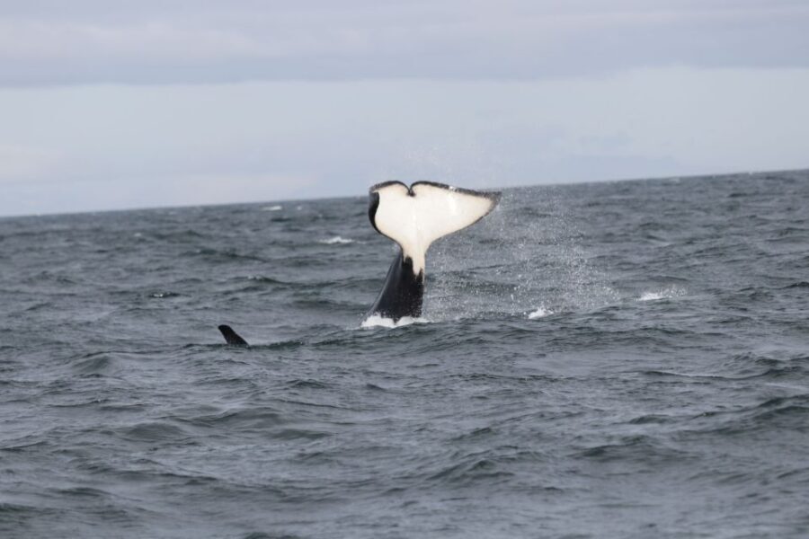 Reykjavik: Whale Watching in Faxaflói Bay & Live Lava Show - Key highlights worth your attention