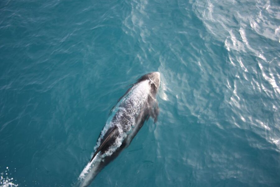 Reykjavik: Whale Watching in Faxaflói Bay & Live Lava Show - From Old Harbour to Faxaflói Bay: the real whale hunt part