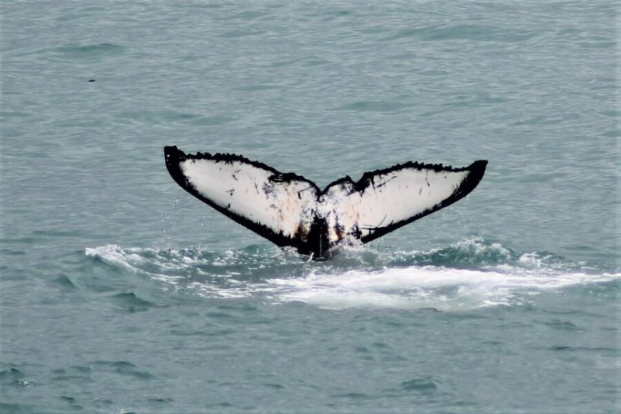 Reykjavik: Whale Watching in Faxaflói Bay & Live Lava Show - Your day schedule: whale cruise, break time, then the lava session