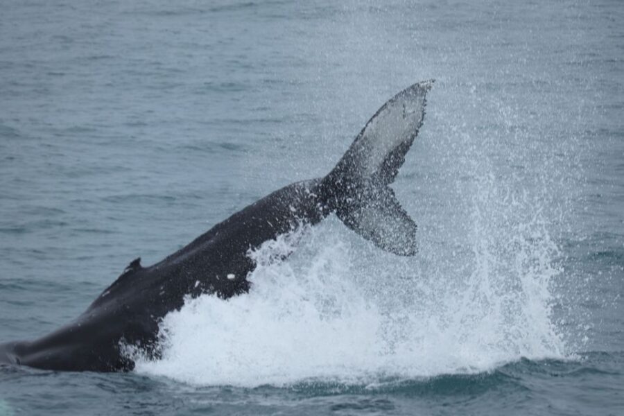 Reykjavik: Whale Watching in Faxaflói Bay & Live Lava Show - Meeting point and check-in: get there early, get comfortable