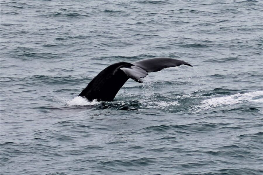 Reykjavik: Whale Watching in Faxaflói Bay & Live Lava Show - Who should book this and who might prefer something else