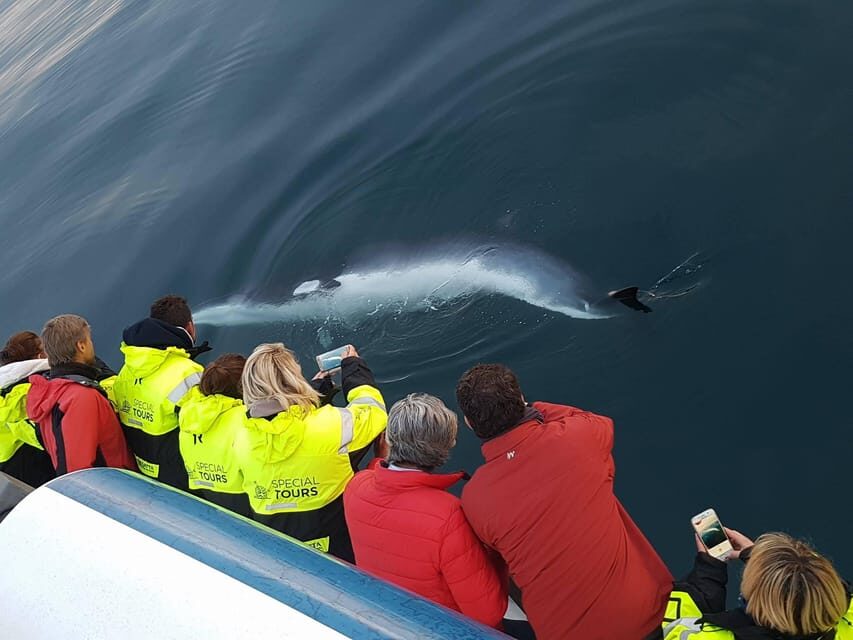 Reykjavik: Whale Watching & Lava Show - Key takeaways before you go