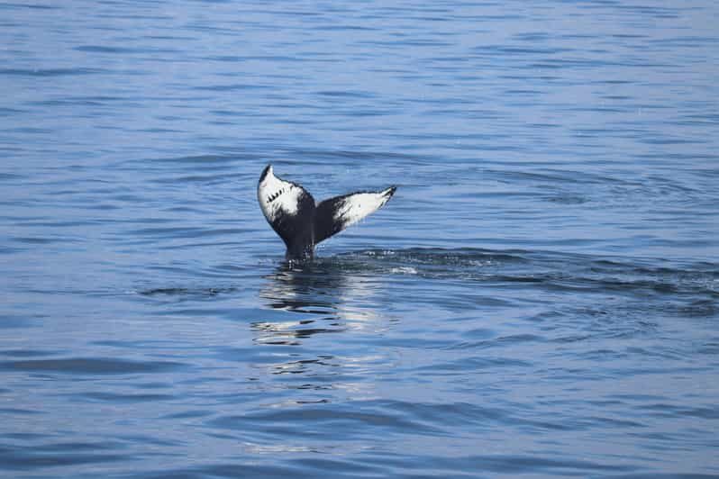 Reykjavik: Whale Watching Morning Expedition - Key things that make this Reykjavik whale watch worth your time