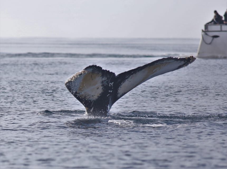 Reykjavik: Whale Watching Morning Expedition - Should you book this Reykjavik whale-watching morning expedition?