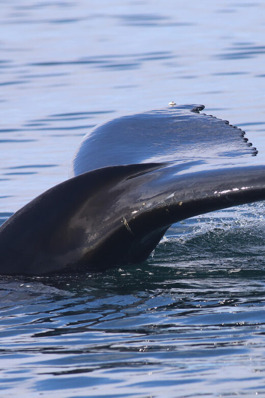 Reykjavik: Whale Watching Morning Expedition - Morning whale watching from Reykjavik’s Old Harbour