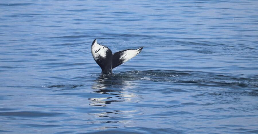 Reykjavik: Whale Watching Morning Expedition - Staying warm and dry: overalls, heated cabins, and real comfort