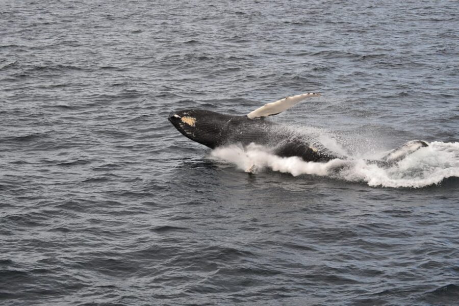Reykjavik: Whale Watching Morning Expedition - The on-board setup: bar drinks, free Wi‑Fi, and guide support