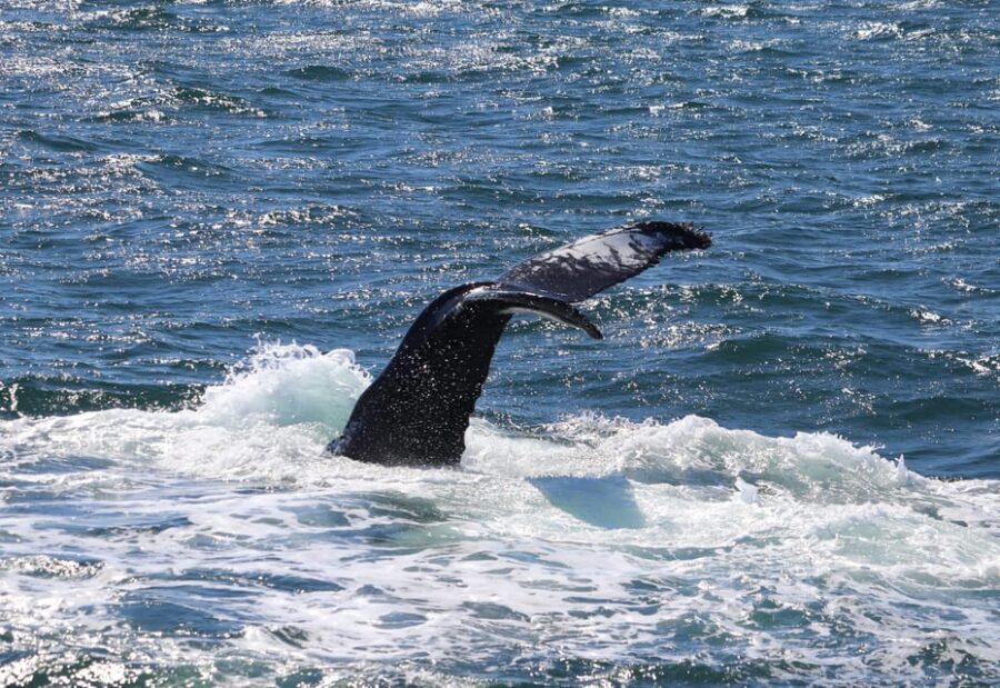 Reykjavik: Whale Watching Morning Expedition - How the 3.5 hours usually breaks down on the water