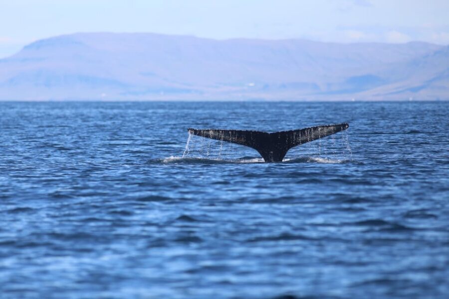 Reykjavik: Whale Watching Morning Expedition - Price and value: is $103 a good deal for Reykjavik whale watching?