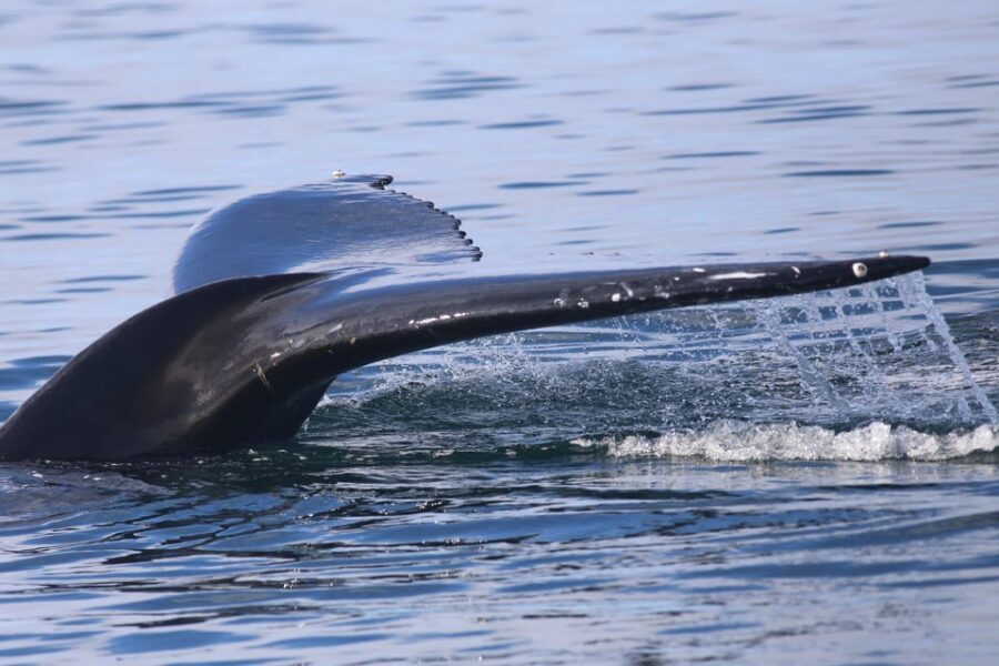 Reykjavik: Whale Watching Morning Expedition - What to bring so you don’t lose the best moments