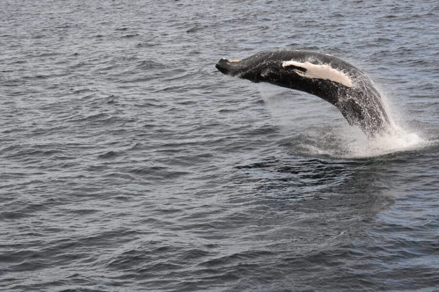 Reykjavik: Whale Watching Morning Expedition - Who should book this morning whale watch?