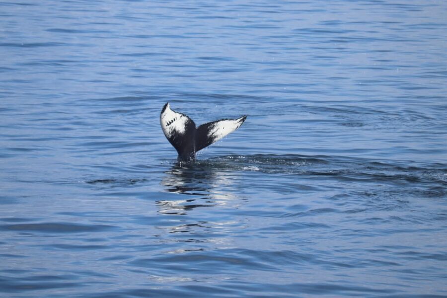 Reykjavik: Whale Watching Morning Expedition - The wildlife game: minke, humpback, dolphins, porpoises, and killer whales