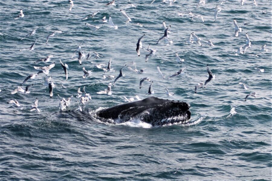 Reykjavik: Whale Watching & Northern Lights Combo Cruise - Who This Trip Fits Best
