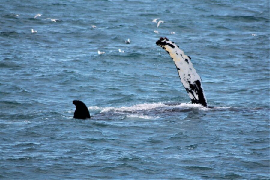 Reykjavik: Whale Watching & Northern Lights Combo Cruise - The Reykjavik Break: Use It, Don’t Just Wait