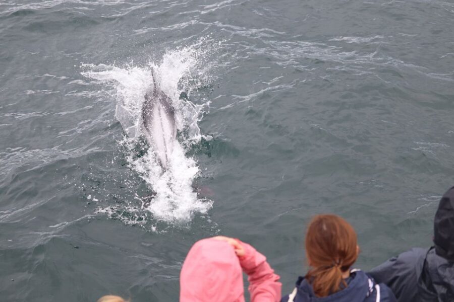 Reykjavik: Whale Watching & Northern Lights Combo Cruise - Evening Cruise for the Northern Lights: How to Watch Without Freezing
