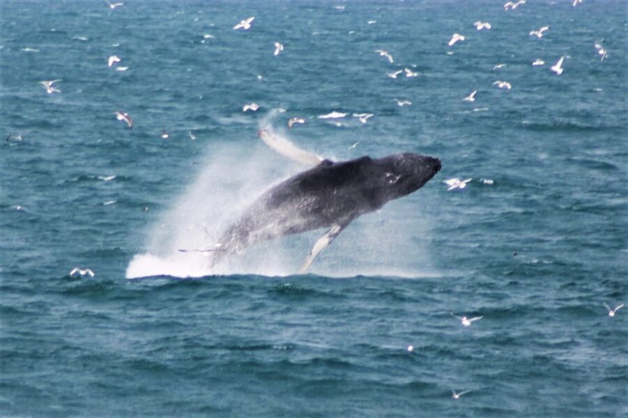 Reykjavik: Whale Watching & Northern Lights Combo Cruise - Value Check: Is $205 a Good Deal for This Combo?