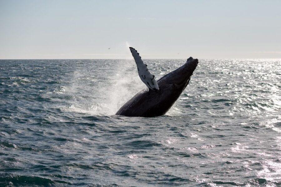 Reykjavik: Whale Watching & Northern Lights Combo Cruise - What to Bring (So You Don’t Spend the Day in Discomfort)