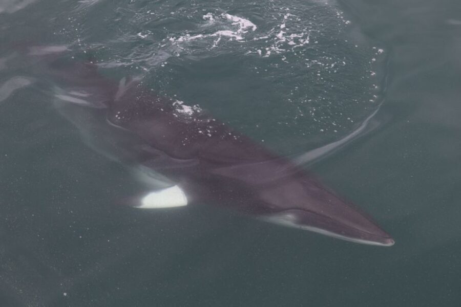 Reykjavik: Whale Watching Tour by RIB Boat - Key things to know before you go