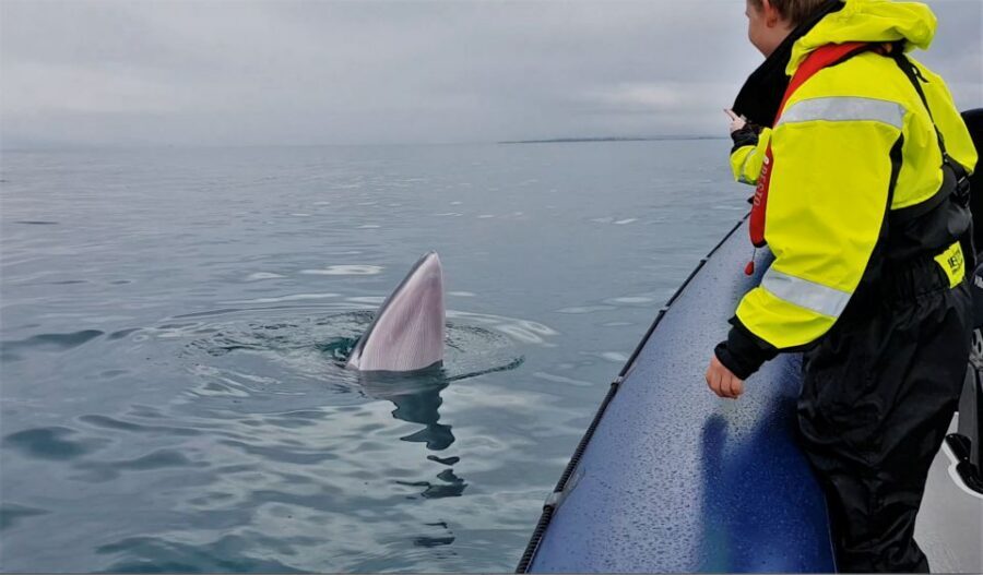 Reykjavik: Whale Watching Tour by RIB Boat - Who this RIB tour suits best (and who should choose something else)