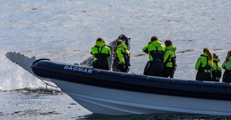 Reykjavik: Whale Watching Tour by RIB Boat - Faxaflói Bay at 32 knots: why a RIB works for whales